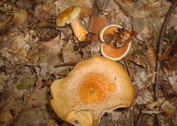 Blaumilchkiefernreizker (Lactarius quieticolor ) - © Bernard Wieser